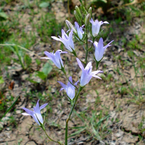 RapunzelGlockenblume Campanula rapunculus Bienenroute